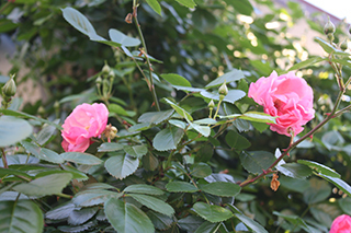 20190507_01.jpg